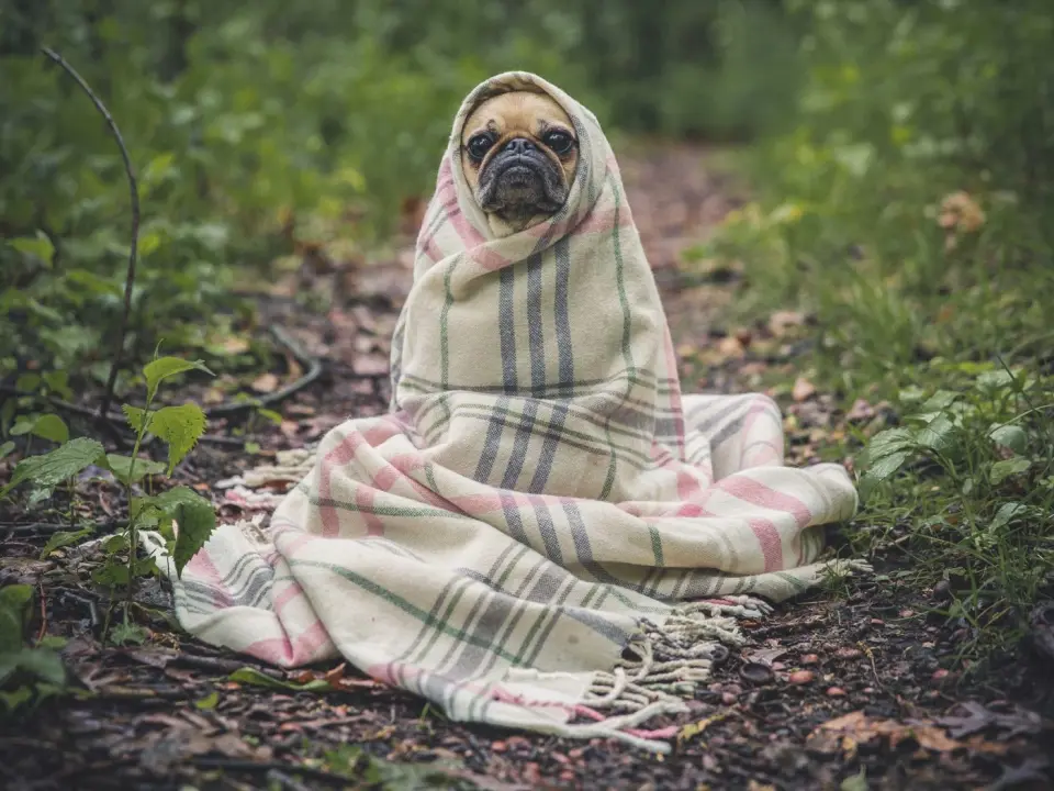 Bailey the pug wrapped in a blanket, before compressing